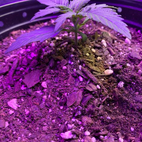 DOLATO-72 days seed to harvest growlog timeline photo