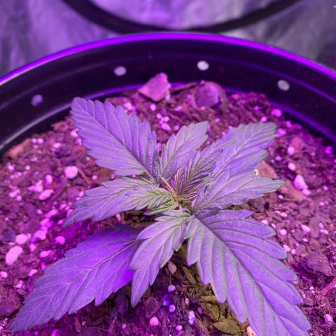 DOLATO-72 days seed to harvest growlog timeline photo