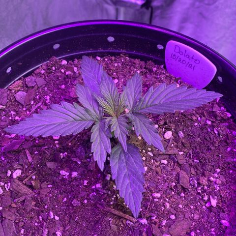 DOLATO-72 days seed to harvest growlog timeline photo