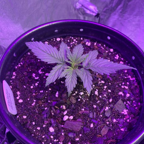 DOLATO-72 days seed to harvest growlog timeline photo