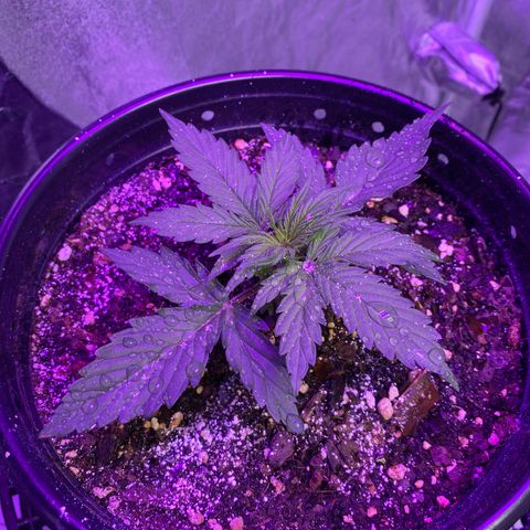 DOLATO-72 days seed to harvest growlog timeline photo