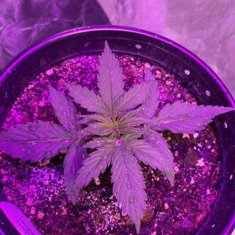 DOLATO-72 days seed to harvest growlog timeline photo