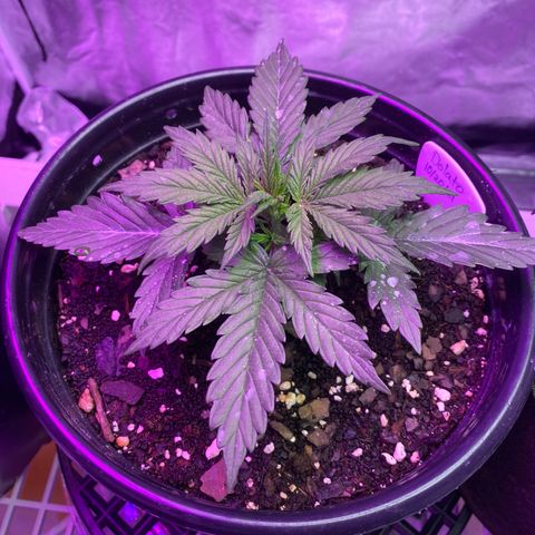 DOLATO-72 days seed to harvest growlog timeline photo