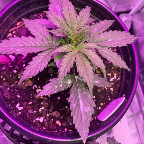 DOLATO-72 days seed to harvest growlog timeline photo
