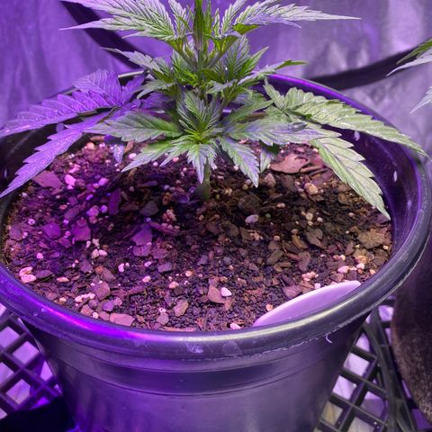 DOLATO-72 days seed to harvest growlog timeline photo