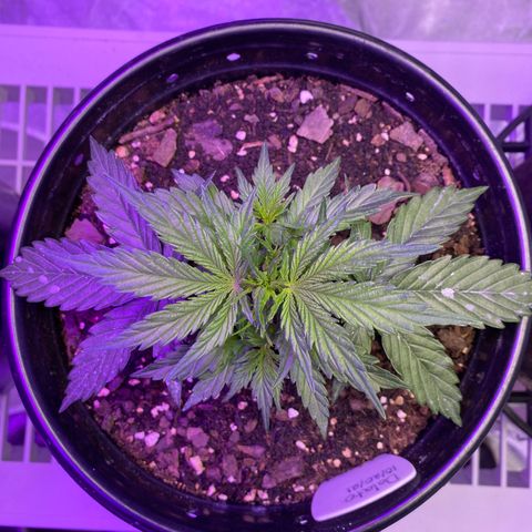 DOLATO-72 days seed to harvest growlog timeline photo