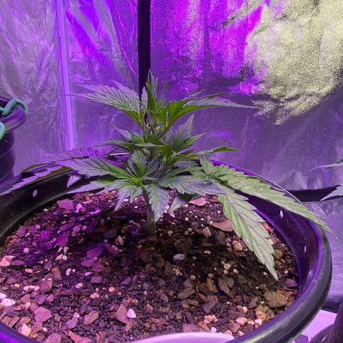 DOLATO-72 days seed to harvest growlog timeline photo