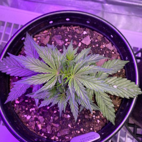 DOLATO-72 days seed to harvest growlog timeline photo