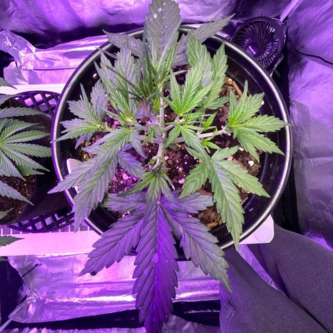 DOLATO-72 days seed to harvest growlog timeline photo