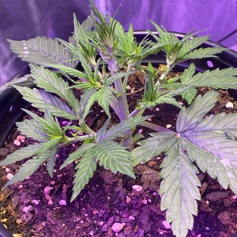 DOLATO-72 days seed to harvest growlog timeline photo