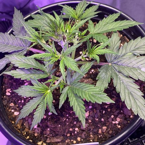 DOLATO-72 days seed to harvest growlog timeline photo