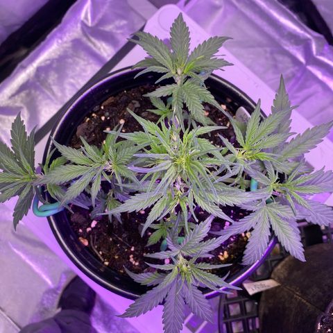 DOLATO-72 days seed to harvest growlog timeline photo