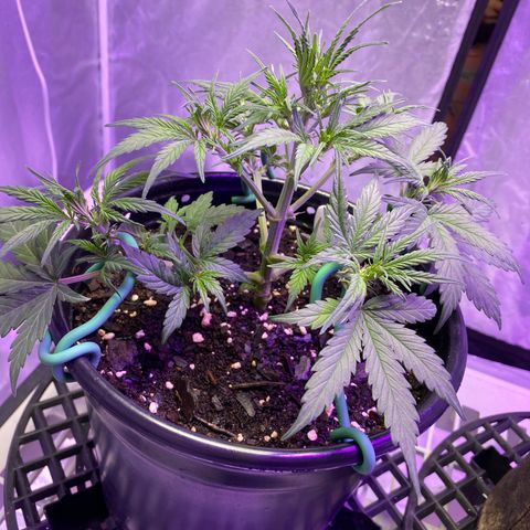DOLATO-72 days seed to harvest growlog timeline photo