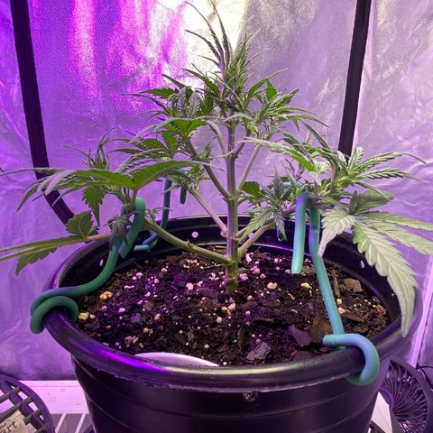 DOLATO-72 days seed to harvest growlog timeline photo