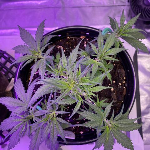 DOLATO-72 days seed to harvest growlog timeline photo