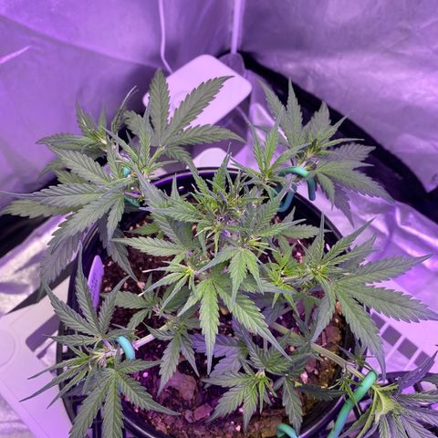 DOLATO-72 days seed to harvest growlog timeline photo
