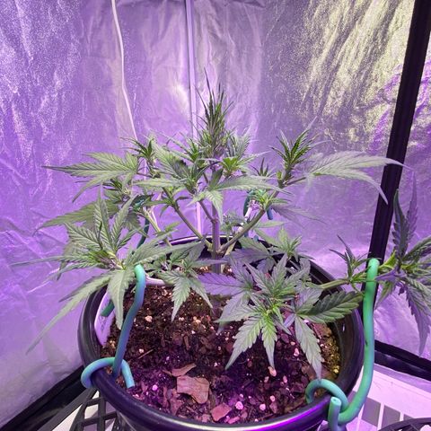 DOLATO-72 days seed to harvest growlog timeline photo