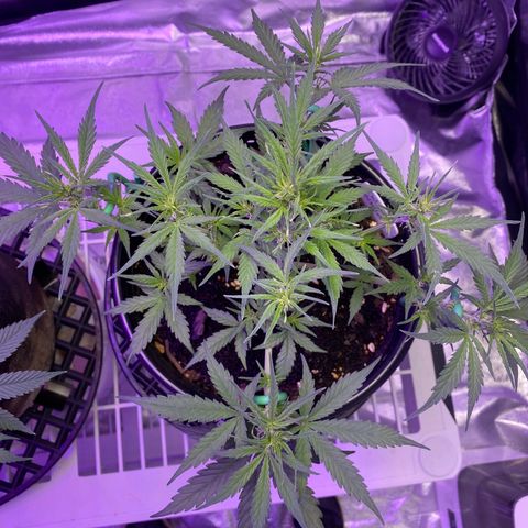 DOLATO-72 days seed to harvest growlog timeline photo