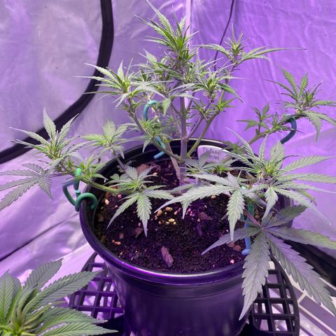 DOLATO-72 days seed to harvest growlog timeline photo