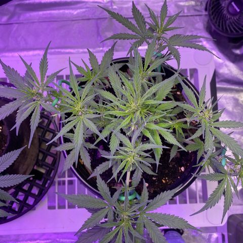 DOLATO-72 days seed to harvest growlog timeline photo