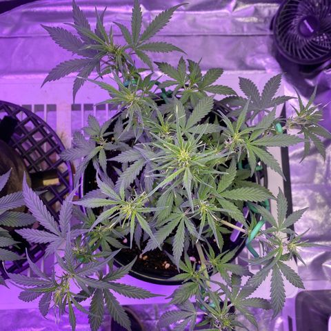 DOLATO-72 days seed to harvest growlog timeline photo