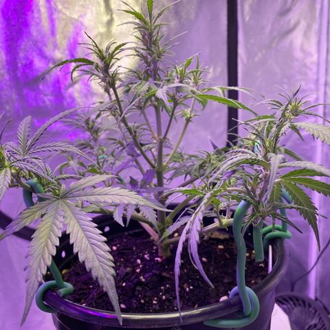 DOLATO-72 days seed to harvest growlog timeline photo