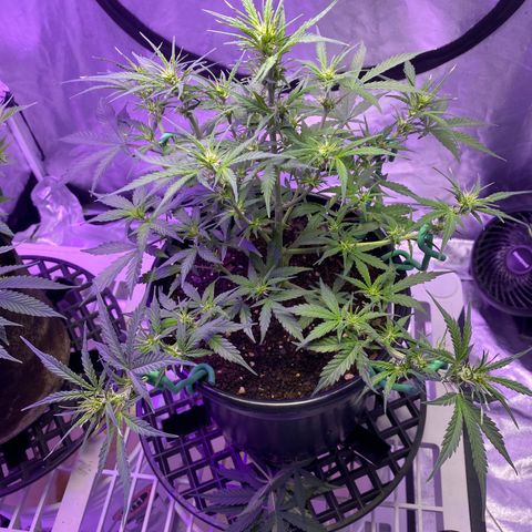 DOLATO-72 days seed to harvest growlog timeline photo