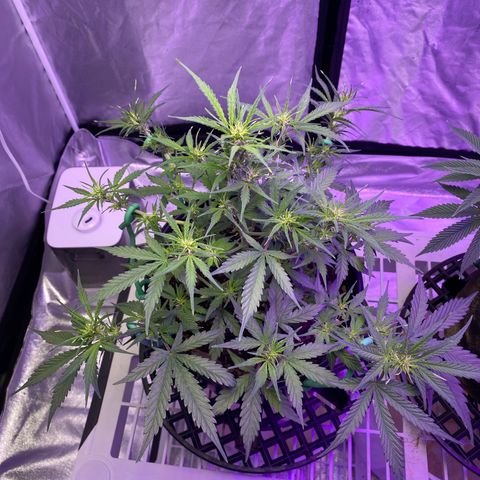 DOLATO-72 days seed to harvest growlog timeline photo