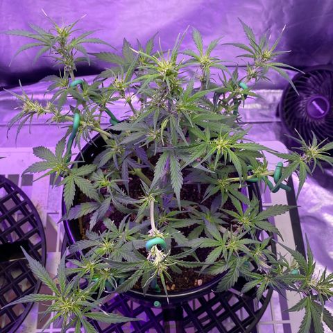 DOLATO-72 days seed to harvest growlog timeline photo