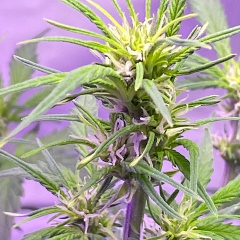 DOLATO-72 days seed to harvest growlog timeline photo