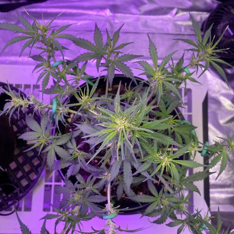 DOLATO-72 days seed to harvest growlog timeline photo