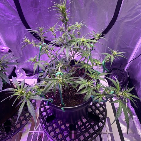 DOLATO-72 days seed to harvest growlog timeline photo