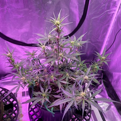 DOLATO-72 days seed to harvest growlog timeline photo