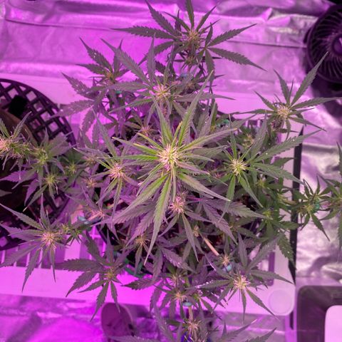 DOLATO-72 days seed to harvest growlog timeline photo