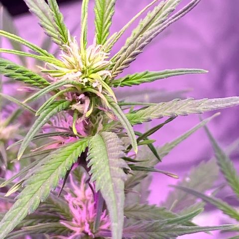 DOLATO-72 days seed to harvest growlog timeline photo