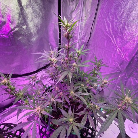 DOLATO-72 days seed to harvest growlog timeline photo