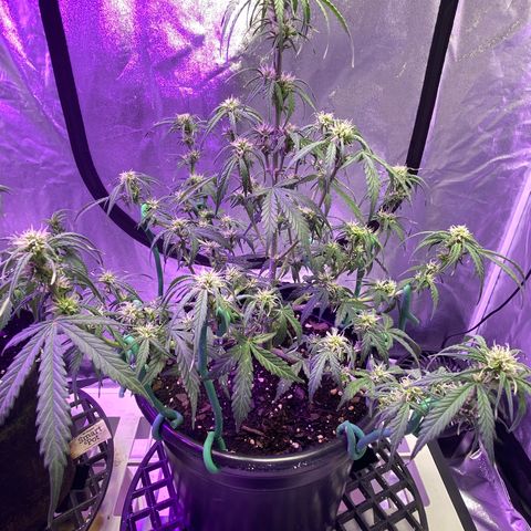 DOLATO-72 days seed to harvest growlog timeline photo