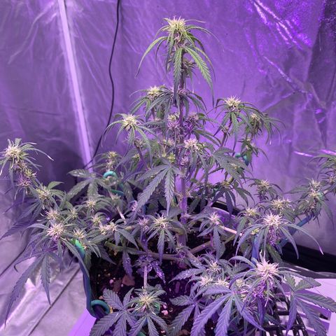 DOLATO-72 days seed to harvest growlog timeline photo