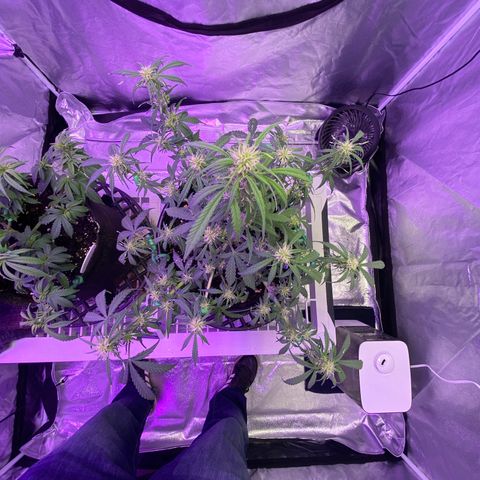 DOLATO-72 days seed to harvest growlog timeline photo