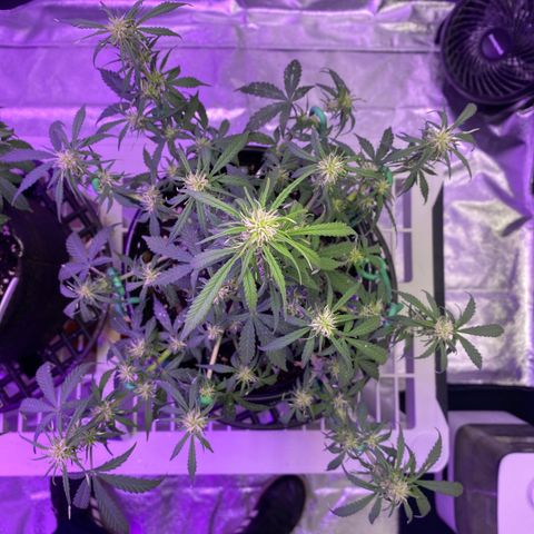 DOLATO-72 days seed to harvest growlog timeline photo