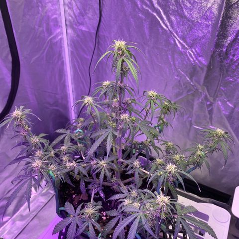 DOLATO-72 days seed to harvest growlog timeline photo