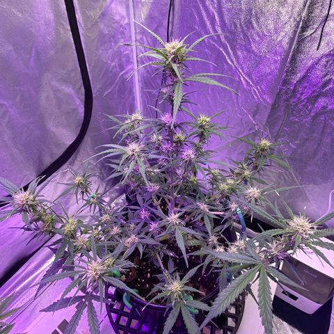 DOLATO-72 days seed to harvest growlog timeline photo