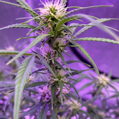DOLATO-72 days seed to harvest growlog timeline photo