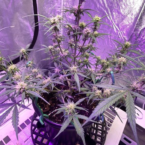 DOLATO-72 days seed to harvest growlog timeline photo