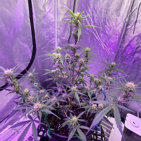 DOLATO-72 days seed to harvest growlog timeline photo