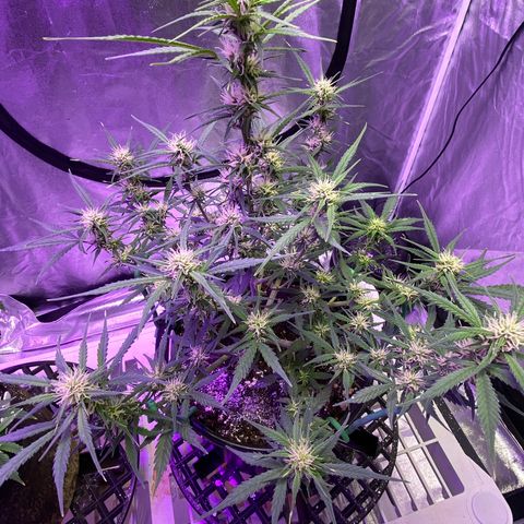 DOLATO-72 days seed to harvest growlog timeline photo
