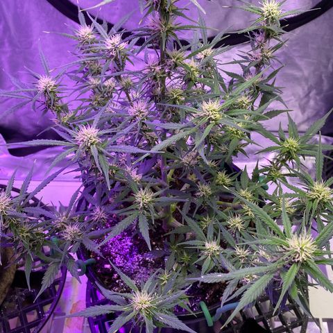 DOLATO-72 days seed to harvest growlog timeline photo