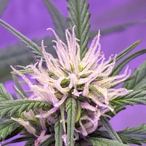 DOLATO-72 days seed to harvest growlog timeline photo