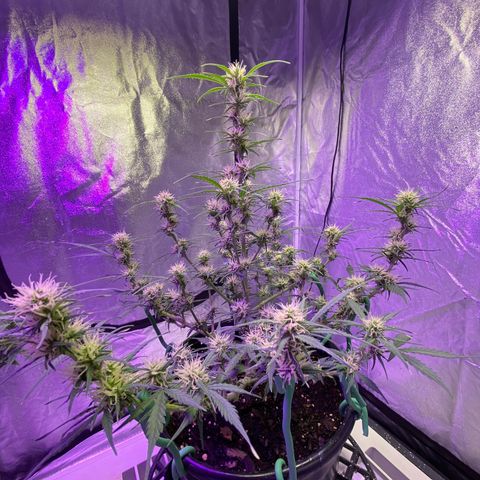 DOLATO-72 days seed to harvest growlog timeline photo