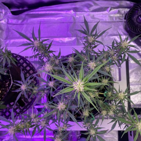 DOLATO-72 days seed to harvest growlog timeline photo